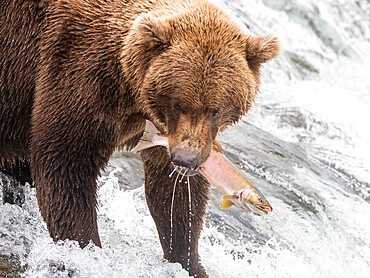 An adult brown bear (Ursus arctos) fishing for salmon at Brooks Falls, Katmai National Park and Preserve, Alaska, United States of America, North America