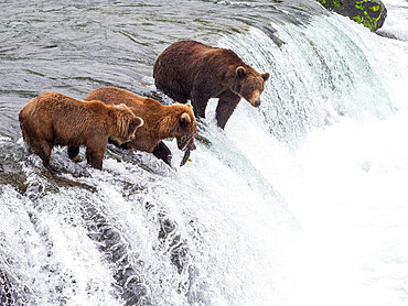 Adult brown bears (Ursus arctos) fishing for salmon at Brooks Falls, Katmai National Park and Preserve, Alaska, United States of America, North America