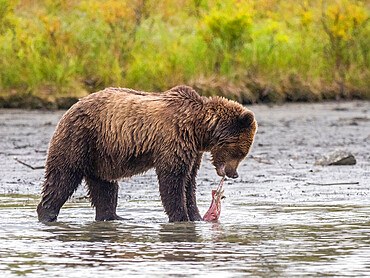 A young brown bear (Ursus arctos) with a dead salmon at Lake Clark National Park and Preserve, Alaska, United States of America, North America