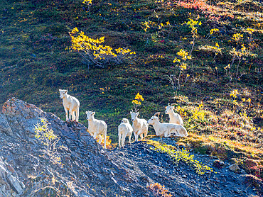 A small group of Dall sheep (Ovis dalli) grazing on a mountainside in Denali National Park, Alaska, United States of America, North America