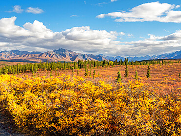 Fall color change amongst the trees and shrubs in Denali National Park, Alaska, United States of America, North America