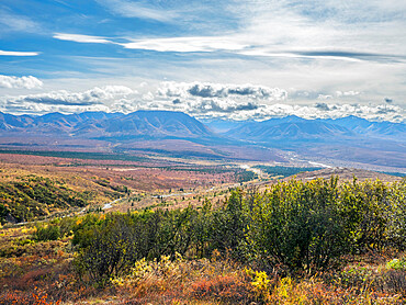 Fall color change amongst the trees and shrubs in Denali National Park, Alaska, United States of America, North America