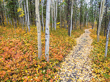 Fall color change amongst the trees and shrubs on the Rock Creek Trail in Denali National Park, Alaska, United States of America, North America