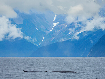 A pair of adult fin whales (Balaenoptera physalus) surfacing in Kenai Fjords National Park, Alaska, United States of America, North America