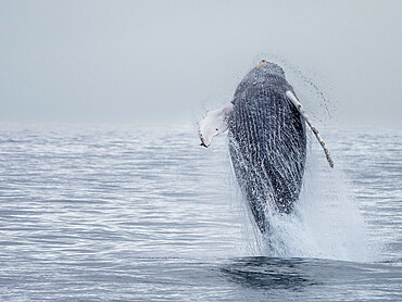 An adult humpback whale (Megaptera novaeangliae) breaching in Kenai Fjords National Park, Alaska, United States of America, North America