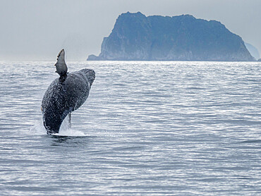 An adult humpback whale (Megaptera novaeangliae) breaching in Kenai Fjords National Park, Alaska, United States of America, North America