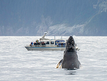 An adult humpback whale (Megaptera novaeangliae) head-lunging near boat in Kenai Fjords National Park, Alaska, United States of America, North America