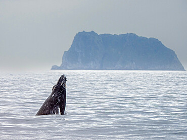 An adult humpback whale (Megaptera novaeangliae) head-lunging in Kenai Fjords National Park, Alaska, United States of America, North America