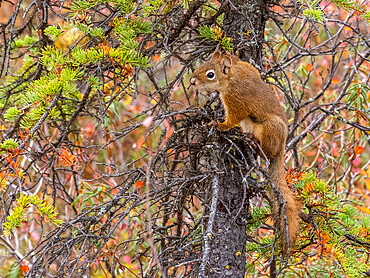 An adult American red squirrel (Tamiasciurus hudsonicus) in the trees in Denali National Park, Alaska, United States of America, North America