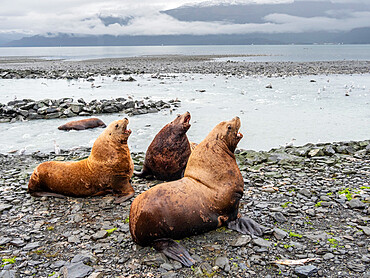 Adult bull Steller sea lions (Eumetopias jubatus), territorial display at the Solomon Gulch Hatchery, Valdez, Alaska, United States of America, North America