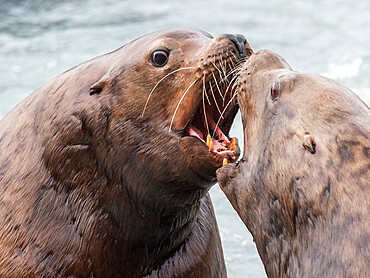 Adult bull Steller sea lions (Eumetopias jubatus), territorial display at the Solomon Gulch Hatchery, Valdez, Alaska, United States of America, North America