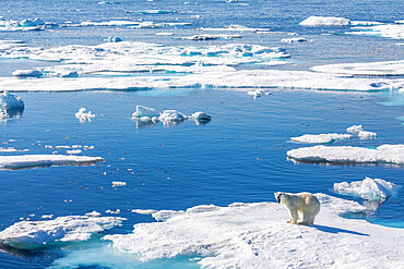 A young male polar bear (Ursus maritimus) on an ice floe in Baffin Bay, Nunavut, Canada, North America