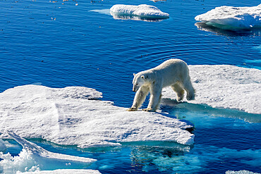 A young male polar bear (Ursus maritimus) on an ice floe in Baffin Bay, Nunavut, Canada, North America