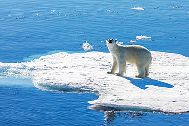 A young male polar bear (Ursus maritimus) on an ice floe in Baffin Bay, Nunavut, Canada, North America