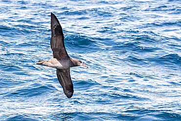 An adult black-footed albatross (Phoebastria nigripes) in flight at sea, Monterey Bay, California, United States of America, North America