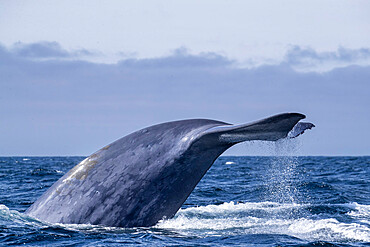 An adult blue whale (Balaenoptera musculus) flukes-up dive in Monterey Bay National Marine Sanctuary, California, United States of America, North America