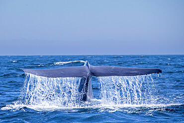 An adult blue whale (Balaenoptera musculus) flukes-up dive in Monterey Bay National Marine Sanctuary, California, United States of America, North America