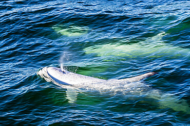 Adult Risso's dolphins (Grampus griseus) surfacing for a breath in Monterey Bay National Marine Sanctuary, California, United States of America, North America