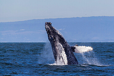 Adult humpback whale (Megaptera novaeangliae) breaching in Monterey Bay National Marine Sanctuary, California, United States of America, North America