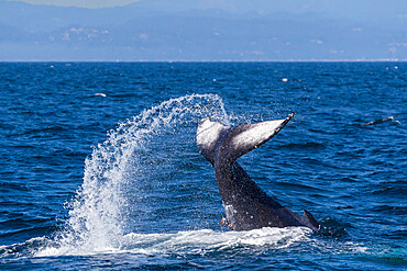 Adult humpback whale (Megaptera novaeangliae), tail throw in Monterey Bay National Marine Sanctuary, California, United States of America, North America