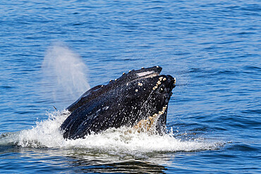 Adult humpback whale (Megaptera novaeangliae) lunge feeding in Monterey Bay National Marine Sanctuary, California, United States of America, North America