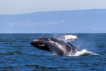 Adult humpback whale (Megaptera novaeangliae) breaching in Monterey Bay National Marine Sanctuary, California, United States of America, North America