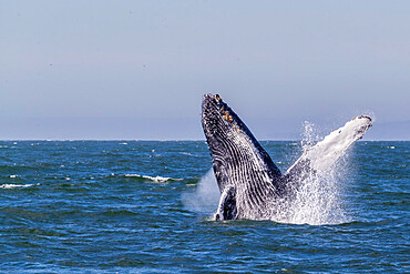 Adult humpback whale (Megaptera novaeangliae) breaching in Monterey Bay National Marine Sanctuary, California, United States of America, North America