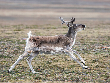 A curious adult Peary caribou (Rangifer tarandus pearyi), off Prince Regent Island, Nunavut, Canada, North America