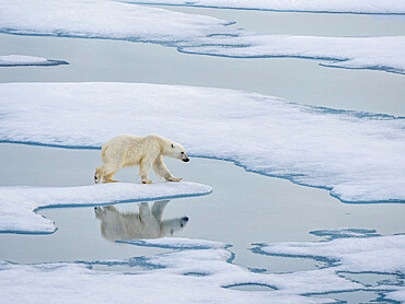 A curious young male polar bear (Ursus maritimus) walking on the sea ice near Somerset Island, Nunavut, Canada, North America