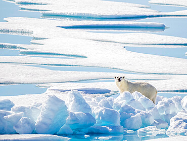 Adult polar bear (Ursus maritimus) in 10/10ths pack ice in McClintock Channel, Northwest Passage, Nunavut, Canada, North America