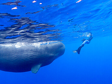 Researcher Susan Bird swimming with a small pod of sperm whales (Physeter macrocephalus) underwater off the coast of Roseau, Dominica, Windward Islands, West Indies, Caribbean, Central America