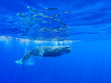 A young sperm whale (Physeter macrocephalus) swimming underwater off the coast of Roseau, Dominica, Windward Islands, West Indies, Caribbean, Central America