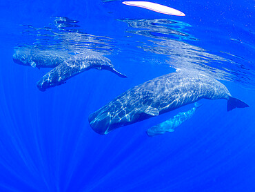 A small pod of sperm whales (Physeter macrocephalus) swimming underwater off the coast of Roseau, Dominica, Windward Islands, West Indies, Caribbean, Central America