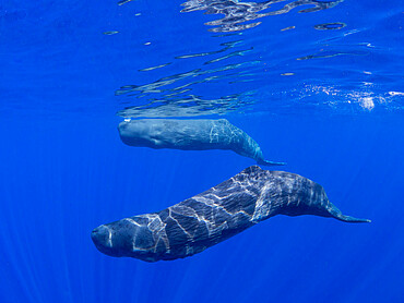 A mother and calf sperm whale (Physeter macrocephalus) swimming underwater off the coast of Roseau, Dominica, Windward Islands, West Indies, Caribbean, Central America