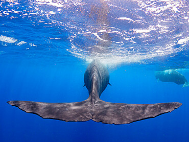 The flukes of an adult female sperm whale (Physeter macrocephalus) swimming underwater, Roseau, Dominica, Windward Islands, West Indies, Caribbean, Central America