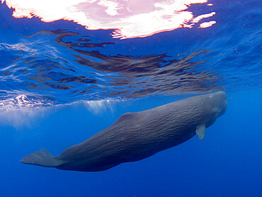 A young sperm whale (Physeter macrocephalus) swimming underwater, just off the coast of Roseau, Dominica, Windward Islands, West Indies, Caribbean, Central America