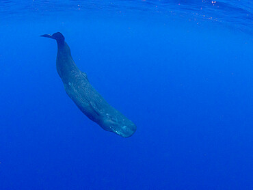 A young sperm whale (Physeter macrocephalus) swimming underwater, just off the coast of Roseau, Dominica, Windward Islands, West Indies, Caribbean, Central America