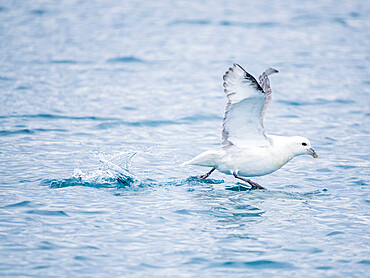 An adult northern fulmar (Fulmarus glacialis) taking flight amongst the icebergs in Ilulissat, Greenland, Denmark, Polar Regions