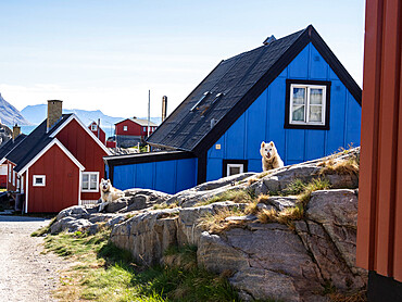 Adult Greenland dog (Canis familiaris) kept on chains as sled dogs in Uummannaq, Greenland, Denmark, Polar Regions