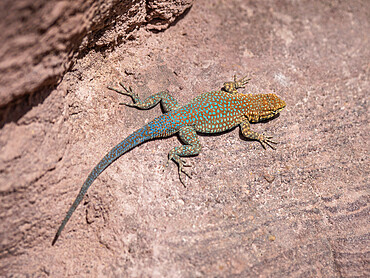 An adult common side-blotched lizard (Uta stansburiana), on the rocks in Grand Canyon National Park, Arizona, United States of America, North America