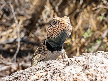 An adult desert collared lizard (Crotaphytus bicinctores), basking in Grand Canyon National Park, Arizona, United States of America, North America