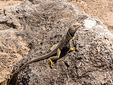 An adult desert collared lizard (Crotaphytus bicinctores), basking in Grand Canyon National Park, Arizona, United States of America, North America