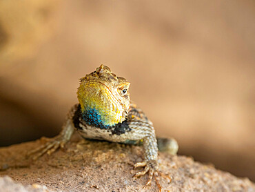 An adult male desert spiny lizard (Sceloporus magister), under a ledge in Grand Canyon National Park, Arizona, United States of America, North America