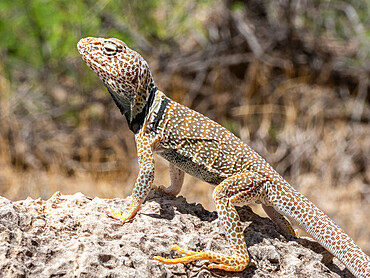 An adult desert collared lizard (Crotaphytus bicinctores), basking in Grand Canyon National Park, Arizona, United States of America, North America