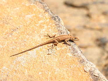 An adult ornate tree lizard (Urosaurus ornatu), basking in the sun in Grand Canyon National Park, Arizona, United States of America, North America