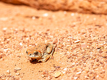 An adult red-spotted toad (Anaxyrus punctatus), basking in the sun in Grand Canyon National Park, Arizona, United States of America, North America