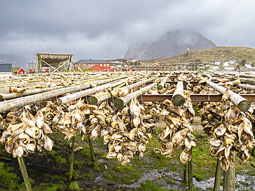 Cod drying on racks to become stockfish in the town of Reine, Moskenesoya in the Lofoten archipelago, Norway, Scandinavia, Europe