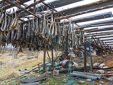 Fish racks, Musken (Masske), a Sami village near Hellemobotn, the narrowest point of Norway, Nordland, Norway, Scandinavia, Europe