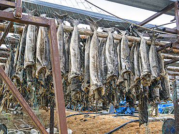 Fish racks, Musken (Masske), a Sami village near Hellemobotn, the narrowest point of Norway, Nordland, Norway, Scandinavia, Europe