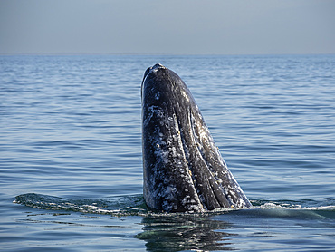 Adult gray whale (Eschrichtius robustus), spy-hopping in Magdalena Bay on the Baja Peninsula, Baja California Sur, Mexico, North America